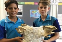 Fungtastic lessons at Sunshine