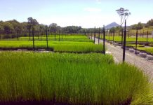 Plant aims to grow mangroves