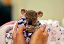 Hospital mourns loss of beloved koala patient