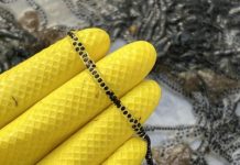 Be on the lookout for cane toads this summer