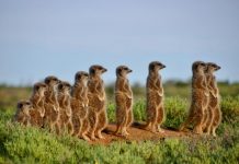 Crikey! Museum to showcase winning wildlife images