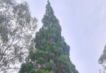 Noosa Women’s Shed prepare to build their legacy