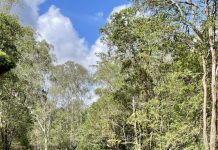 Noosa celebrates completion of $2M Lawnville Road Bridge