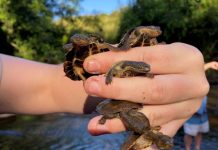 Improved outlook for turtle