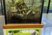 Discover heroes of the rainforest