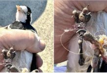 QCWA supports Wildlife Noosa