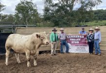 Strong livestock prices cap off challenging year