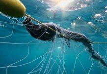 Shark net survey to be held in Noosa