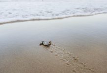 How to be part of ‘best ever’ turtle event