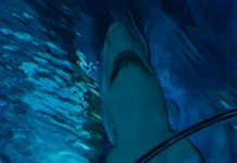 Budget-friendly wildlife experience for families