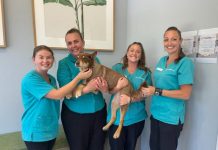 Tewantin Vets return with Open Day after fire recovery