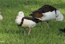Radjah Shelducks in Chaplin Park