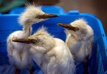 50 egret chicks rescued