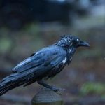 wet_381907_01.jpg