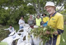Help restore Tewantin foreshore