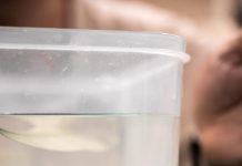 Wildlife Hospital celebrates hatchling success in preserving endangered turtles