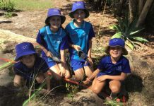Planting a pocket forest
