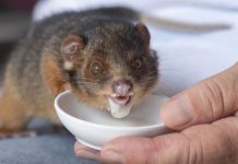 The magic of possums