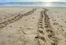 Turtle nest season in full swing