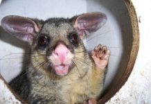 Wildlife winners and losers