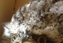 Living with wildlife – the good, the bad and the ugly