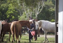 Where horses run free