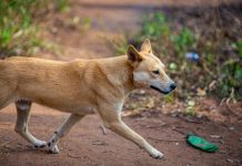 High-risk dingo collared