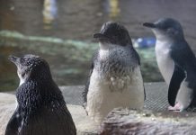 Feather fiasco at Sea Life