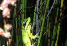 World Frog Day celebrated with numbers on the hop