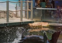 Dive into a Seal-iously fun range of activities