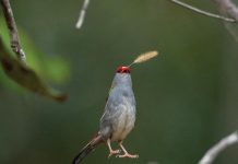 Tony’s take on Noosa’s Nature