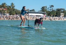 Ride the waves with pups