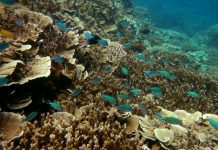 Markers to protect Mudjimba Reef