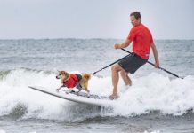 Dogs rule the waves