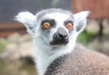 Awesome conservation outcomes