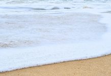 Saved from ‘scourge’: Program’s impact for wildlife revealed