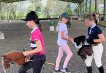 Hobby horse championships gallop into Sunshine Coast