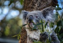 Forum focuses on koala survival