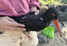 ‘Where do they go?’ Mysterious shorebirds in spotlight