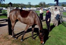 Jackie’s legacy in athletics, endurance riding to be remembered