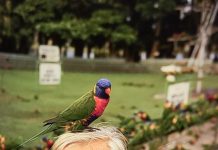 Why not feed the birds?