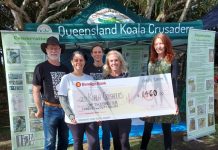 Big Hearts reach out for koalas