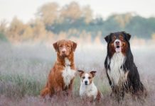 Dog devotees won’t want to miss out on these must-see films