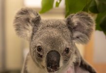 Koala recovers after car collision
