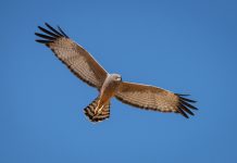 Identifying raptors in flight