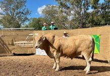 Bulls hold their ground