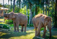 Critically endangered Sumatran elephants enjoy World Elephant Day