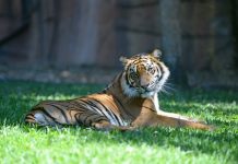 Less than 350 Sumatran tigers remain in the wild