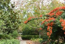 How you can help grow the Noosa Botanic Gardens
