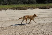 Tourist spot camping ban proposed after dingo attacks